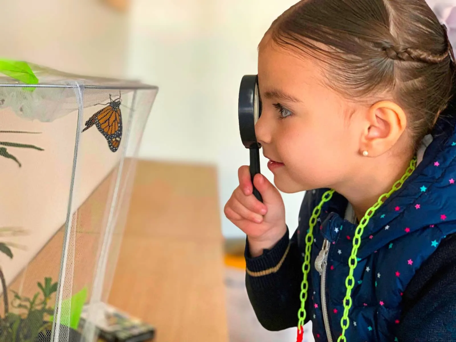 Alumna observando mariposa monarca con lupa